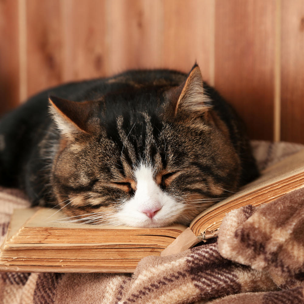 Книжки і коти: прибрати не можна залишити
